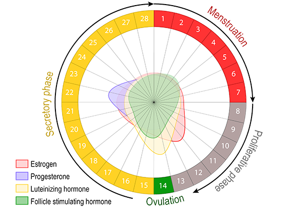 Menstrual Cycle